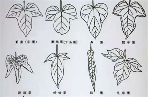 葉形狀|葉形 (Leaf shape)：通常指一葉片之整個外圍之輪廓形狀。